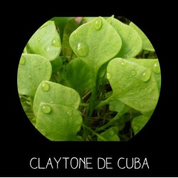 Claytone de Cuba - CL...