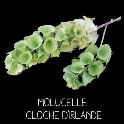 Molucelle Cloche d’Irlande...