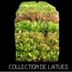 COLLECTION DE LAITUES