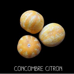 Concombre citron - CUCUMIS...