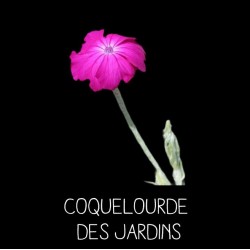 Coquelourde des jardins -...