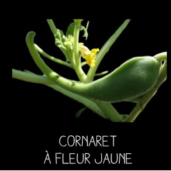 Cornaret à fleur jaune