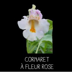 Cornaret à fleur rose