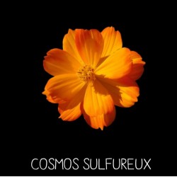 Cosmos sulfureux - COSMOS...