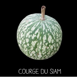 Courge du Siam - CUCURBITA...