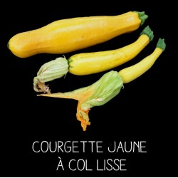 Courgette jaune à col lisse...