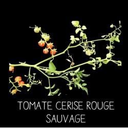 Tomate sauvage à petits...