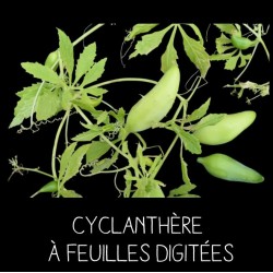Cyclanthère à feuilles...