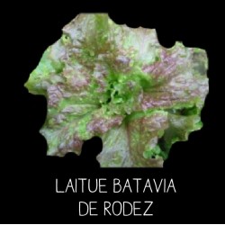 Laitue batavia de Rodez