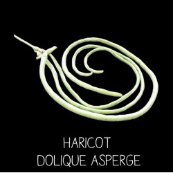 Haricot Dolique Asperge ou...