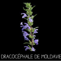 Dracocéphale de Moldavie...