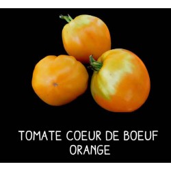 Tomate cœur de bœuf orange