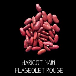 Haricot nain flageolet rouge