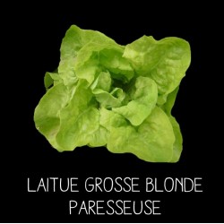 Laitue grosse blonde...