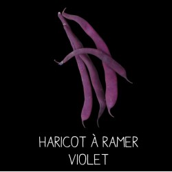 Haricot violet filet à...