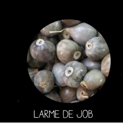 Larme de Job - COÏX LACRYMA