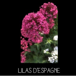 Lilas d’Espagne ou...