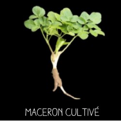 Maceron cultivé - SMYRNHIUM...