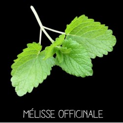 Mélisse officinale vivace -...