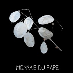 Monnaie du pape - LUNARIA...