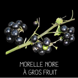 Morelle noire à gros fruit...