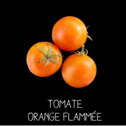 Tomate orange flammée