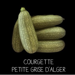Courgette petite grise...