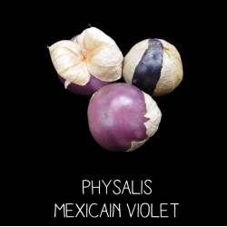 Physalis violet