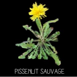 Pissenlit sauvage -...