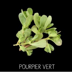 Pourpier vert - PORTULACA...