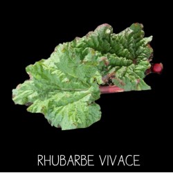 Rhubarbe vivace - RHEUM SP