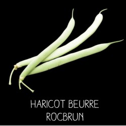 Haricot beurre rocbrun