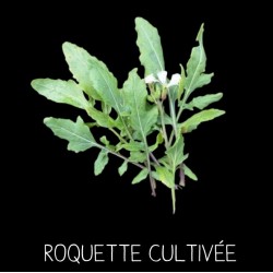 Roquette cultivée - ERUCA...