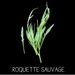 Roquette sauvage -...
