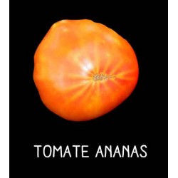 Tomate Ananas
