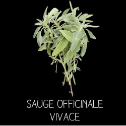 Sauge officinale à fleur...