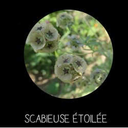 Scabieuse étoilée -...