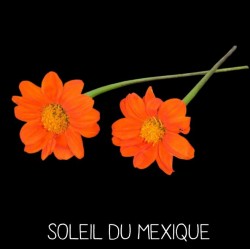 Soleil du Mexique -...