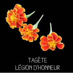 Tagète légion d’honneur
