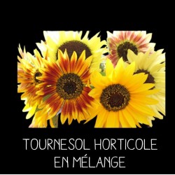 Tournesol horticole en...