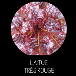 Laitue très rouge