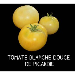Tomate blanche douce de...