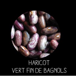 Haricot nain vert fin de...