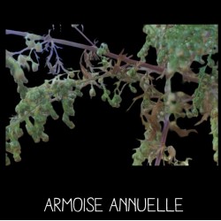 Armoise Annuelle -...