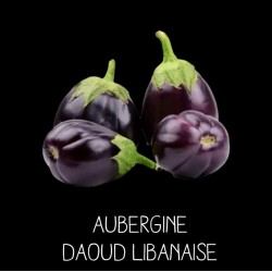 Aubergine Daoud Libanaise