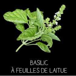 Basilic à feuilles de Laitue