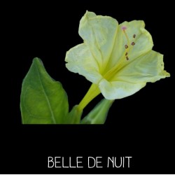 BELLE DE NUIT  (Mirabilis...