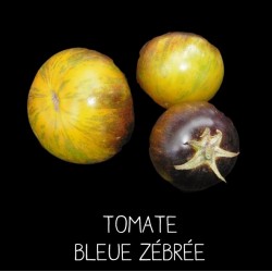 Tomate Bleue Zébrée