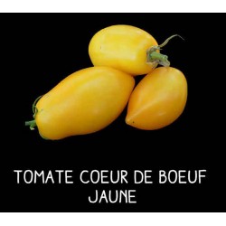 Tomate petite cœur de bœuf...