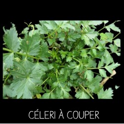 Céleri à couper Apium...
